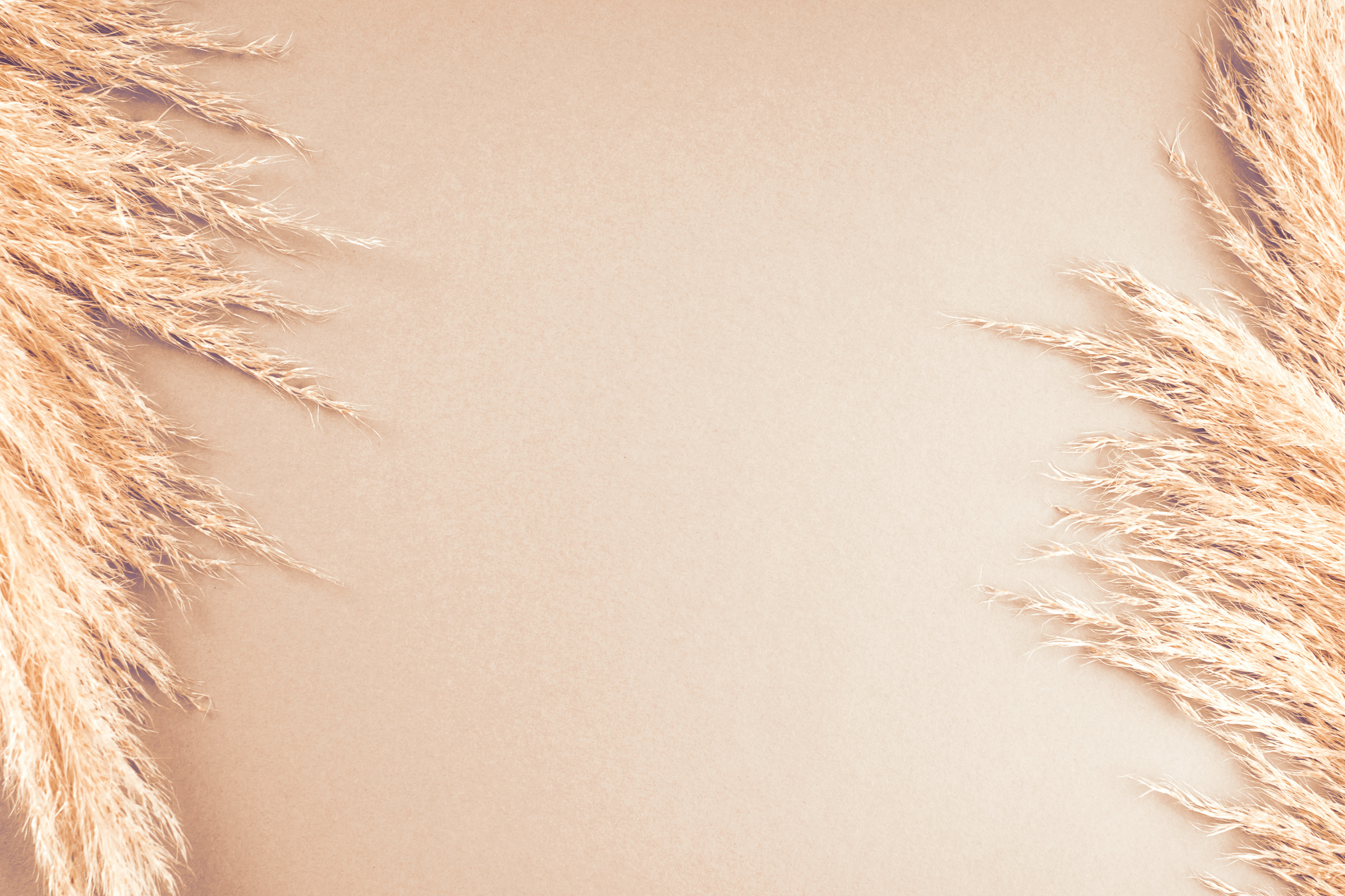 Pampas Grass on Beige Background